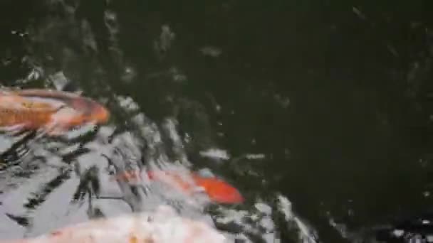 Goldfish Fish Animals Water — Stock Video