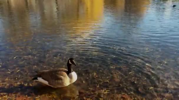Вода Гусиных Водоплавающих Птиц — стоковое видео