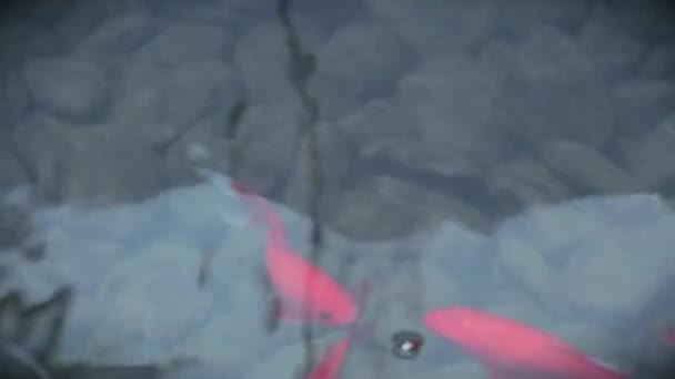 Goldfish Pond Fish Water Animals — Stock Video
