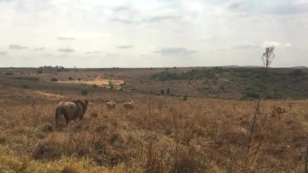 Leeuw Dier Safari Afrika — Stockvideo