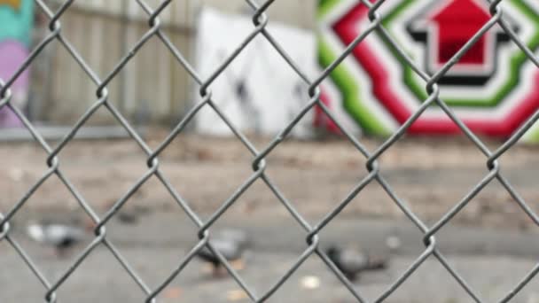 Pombos Aves Alimentando Cerca Urbana — Vídeo de Stock