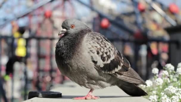 Pigeon Oiseau Colombe Animal Gris — Video