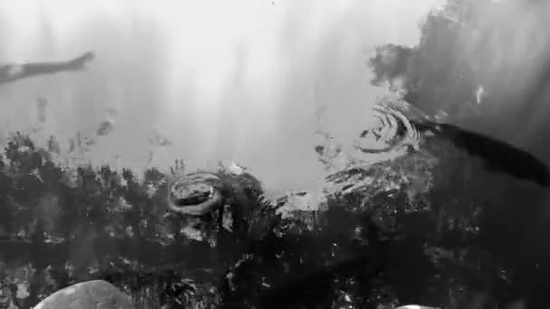 池の魚の波紋雨水 — ストック動画