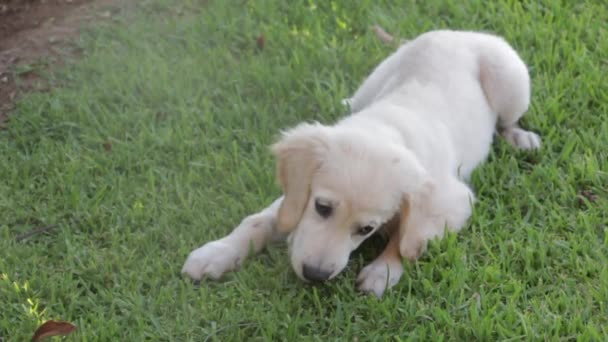 Cachorro Cão Animal Estimação Canino Branco — Vídeo de Stock