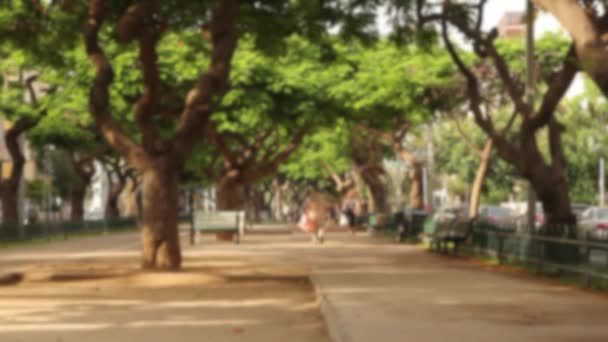 Boulevard Park Árvores Beco — Vídeo de Stock
