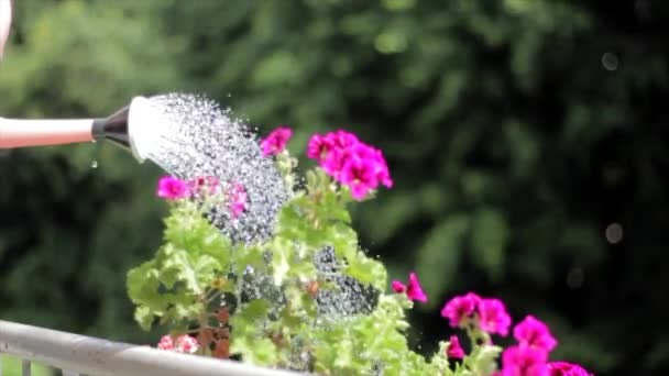 Watering Can Ewer Watering Geranium — Stock Video