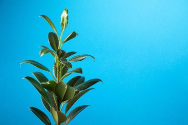 Kopya alanı yatay pastel mavi zemin üzerine yeşil Ficus. Yaratıcı çiçek kavramı 