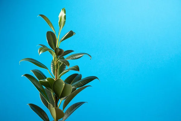 Kopya alanı yatay pastel mavi zemin üzerine yeşil Ficus. Yaratıcı çiçek kavramı 