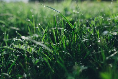 Çiğ üzerinde çim, aydınlatma, görünümü kapatın