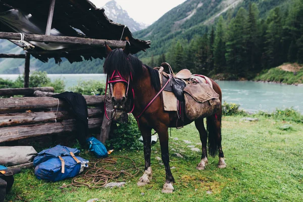 Permanent op de prachtige bos-wagen van het paard op de achtergrond lake, close-up — Stockfoto