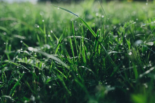 Çiğ üzerinde çim, aydınlatma, görünümü kapatın