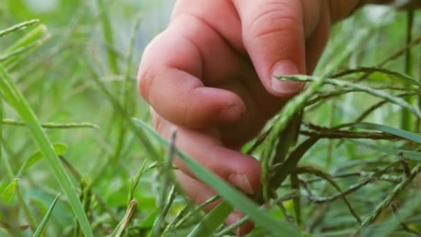 Neues Lebenskonzept. Lebensanfang. Babys Hand auf dem Rasen. Mensch und Natur. — Stockvideo