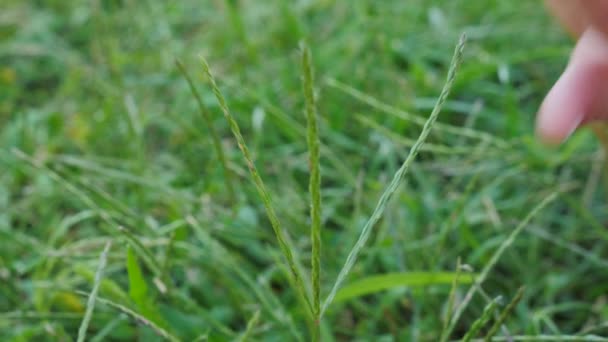 La main de bébé sent l'herbe. Doigts de bambin touchant tout autour . — Video