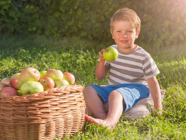 Olgunlaştı elma sepeti. Çocuk yeme elma. Hasat kavramı. — Stok fotoğraf
