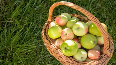 Sepette yeşil çim zemin üzerine yeşil elma