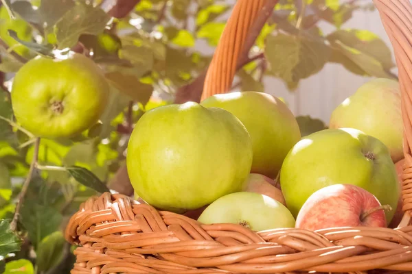 Family farming. Green apples. Full basket of apples. — Stock Photo, Image