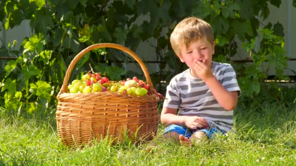 Un tas de raisins. Fruites mûrs fond. Concept de production viticole . — Video