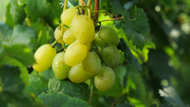 Esperienza viticola. Concetto di vendemmia. Rompere la vite. Lacerazione dell'uva . — Video Stock