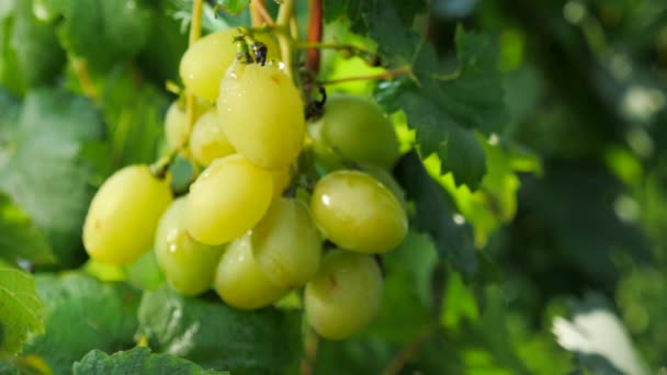 Fondo vid uva. Concepto de cosecha de uva. Rompiendo la vid. Desgarrando la uva . — Vídeo de stock