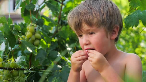 Trauben in Kinderhänden. Kind beim Traubenessen. Obsternte — Stockvideo