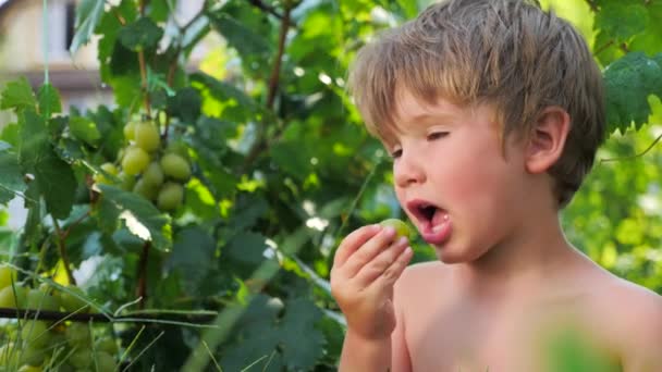 Ramo de uvas colgando en el jardín. Primer plano . — Vídeo de stock