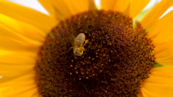 Zonnebloem met twee bijen verzamelen stuifmeel op zonnebloem hoofd. — Stockvideo