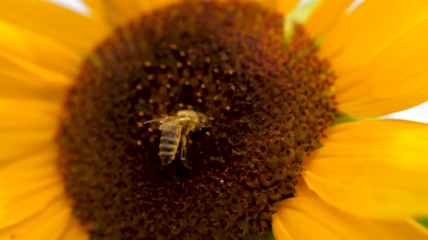 Girasol con dos abejas recolectando polen en la cabeza de girasol . — Vídeos de Stock