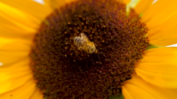 Sonnenblume mit zwei Honigbienen, die Pollen auf dem Sonnenblumenkopf sammeln. — Stockvideo