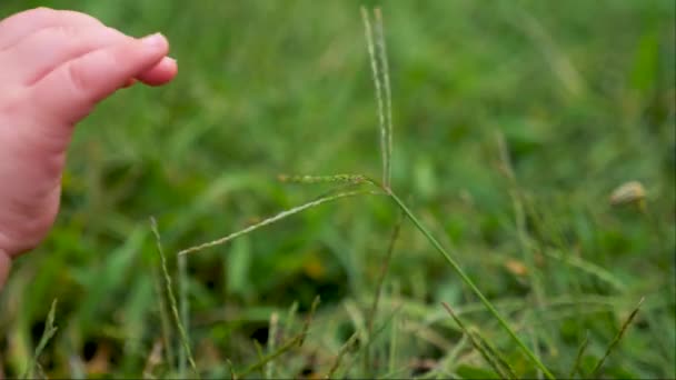 草に触れる赤ちゃんの手. — ストック動画