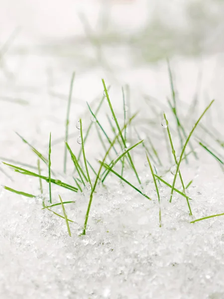 Πράσινο γρασίδι κάτω από το χιόνι ανοίξεων. Κατεψυγμένα χόρτο. Χειμώνας φύση φόντο. — Φωτογραφία Αρχείου