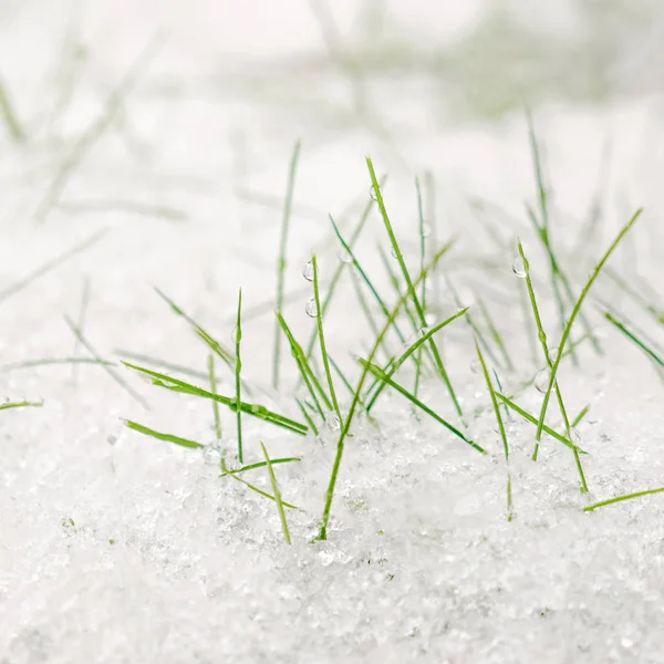 Με φόντο την άνοιξη. Πρώτο χιόνι που βρίσκεται στο καταπράσινο γρασίδι. — Φωτογραφία Αρχείου