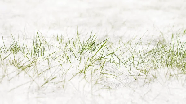 最初の雪の背景。白と緑自然の中。緑の草の上に横たわる白い雪. — ストック写真