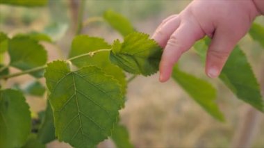 Çocuğun kolunu ağaç dokunmadan. Bebeğin parmak Dut ağacının yeşil yaprakları güneşli yaz gününde dokun. İnsan ve doğa. Bebeğin el Yeşil yaprak ulaşmaya çalışıyorum. Portre, ağır çekim