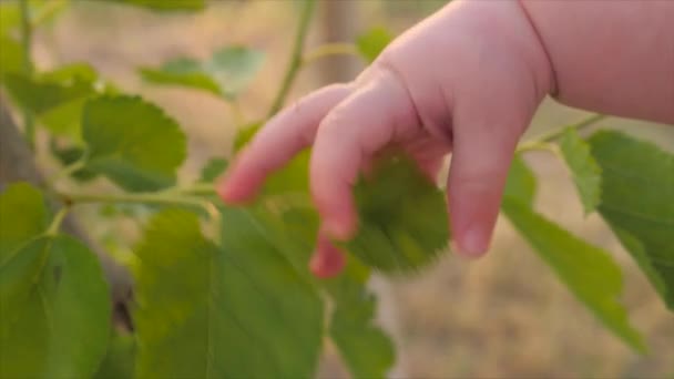 Bras Gamin Touche Arbre Humain Nature Les Doigts Bébé Touchent — Video