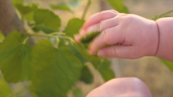 Dedos Bebê Tocam Folhas Verdes Amoreira Dia Ensolarado Verão Mão — Vídeo de Stock