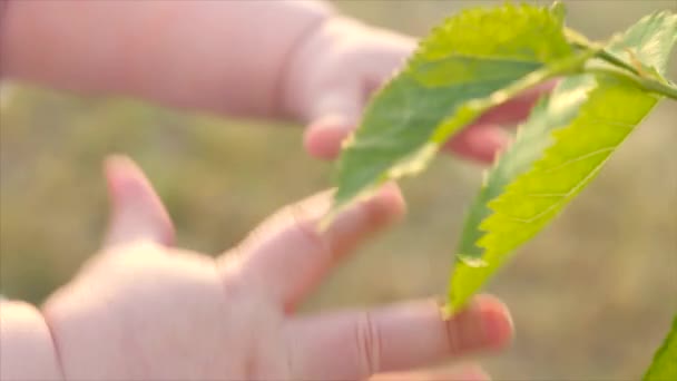 在阳光明媚的夏日里 宝宝的手指接触到桑树的绿叶 宝宝的手试图达到绿叶 人与自然 孩子的手臂接触树 特写镜头 慢动作 — 图库视频影像
