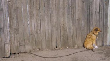 Sigara-safkan kahverengi köpek ahşap çit oturur. Uncontented hayvan zinciri üzerinde. Yorgun köpek için arka plan üzerinde yüksek ahşap gri fecne. Evcil hayvanlar. Köy hayvanlarla kopya alanı. Köy Emanet