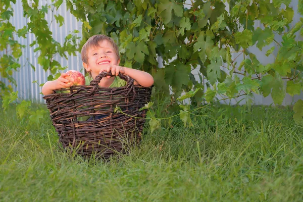 Boy with an apple in hand sitting in the basket on green grass. Smiling kid in the basket with grape vine on background. Summer games background. Children having fun outdoor. Leisure activities — Stock Photo, Image