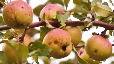 Organik gıda konsepti. Sağlıklı gıda kavramı. Elma ağacının dalı üzerinde lezzetli sulu elma. Yağmurdan sonra ağaçta taze meyveler. Çocuklar için taze sağlıklı gıda. Tarım bakground. Tarım kavramı