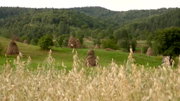 Campo de avena con hayfield en el fondo. Fondo agrícola. Campos y prados en las montañas. Pueblo ucraniano Haycocks en el campo. Avena y gallos de pajar en el pueblo de montaña. Escena rural . — Vídeo de stock