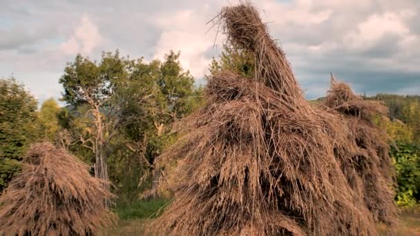 Hayfield. des meules de foin sur un petit champ près de la forêt. Village ukrainien Haycocks sur le terrain. Paysage du village. Green Hill en été. Hayfield avec des bites de foin le jour ensoleillé de l'été . — Video