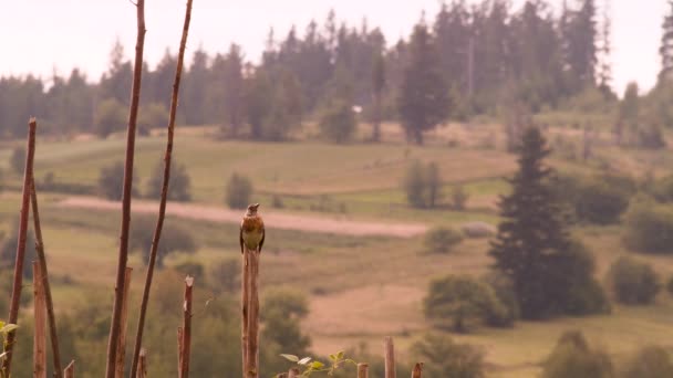 Montanha paisagem fundo. Natureza das montanhas dos Cárpatos. Turismo verde. Manhã nas montanhas. Pássaro sentado em cunha de madeira com montanhas no fundo. Paisagem dos Alpes, montanhas dos Cárpatos . — Vídeo de Stock