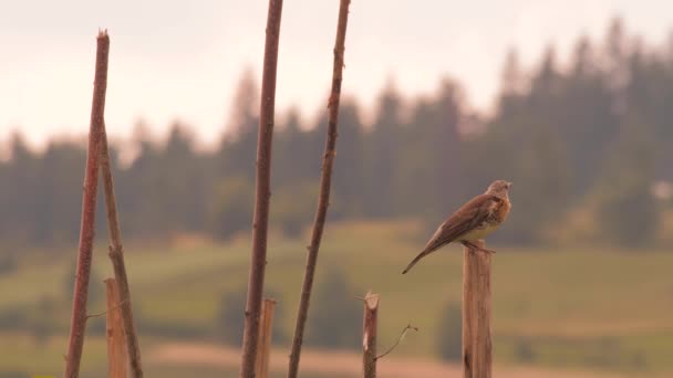 Uccello Colly seduto su una zeppa di legno con montagne sullo sfondo. Paesaggio delle Alpi, montagne dei Carpazi. Il sistema montano in Europa. Italia, Svizzera, Liechtenstein, Germania e Austria, Slovenia — Video Stock