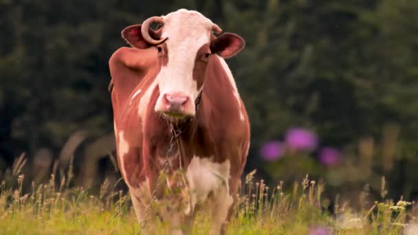 Αγελάδα στο λιβάδι που βοσκούσε το γρασίδι. Αγροτικό υπόβαθρο. Έννοια του πράσινου τουρισμού. Έννοια του υγιεινού τρόπου ζωής. Μικρές επιχειρήσεις, ζωοτροφές. Οικολογία. Έννοια της γεωργίας — Αρχείο Βίντεο