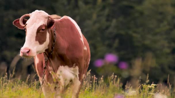 Kuh grast auf dem Feld mit grünem Gras gesund leben Frischlufthygiene Bergdorf Lifestyle. Ländliche Szene. Grüner Tourismus. Bio-Milch. Öko-Wohnen. Ökologie. Kuh in der Alpe. Kuh auf der Weide — Stockvideo