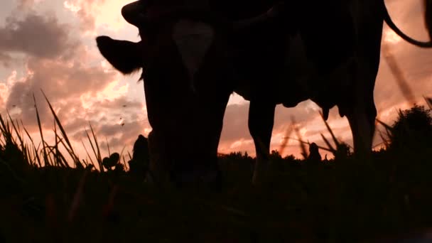 Велика рогата худоба на лузі пасе траву. Фермерський фон. Здоровий спосіб життя. Малий бізнес, годування худоби. Концепція екології. Свіже повітря і зелена трава, тло землеробства — стокове відео