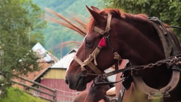 Jordbruks koncept. Häst med föl stående på marken väg i byn. Djur utfodring noggrann inställning till djuren. Exploaterat häst med Colt väntan för ägare — Stockvideo