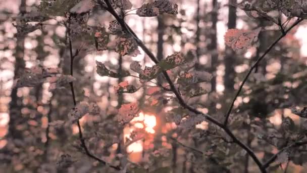 Το ηλιοβασίλεμα στο δάσος. Ηλιοβασίλεμα πίσω από τα δέντρα. Καλοκαιρινά καυτά βράδια. Τουριστική έννοια. Πράσινο τουριστικό υπόβαθρο. Κορμούς δέντρων, κλαδιά και φύλλα στο φόντο του ηλιοβασιλέματος. Υπέροχη καλοκαιρινή μέρα — Αρχείο Βίντεο