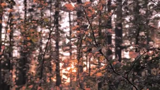 Foglie sugli alberi alla deriva e luccicanti sul vento. Tramonto dietro gli alberi. Vento nella foresta. Alberi di nebbia nella notte d'estate. Crepuscolo nella foresta. Concetto turistico. Vagabondaggi sfondo — Video Stock