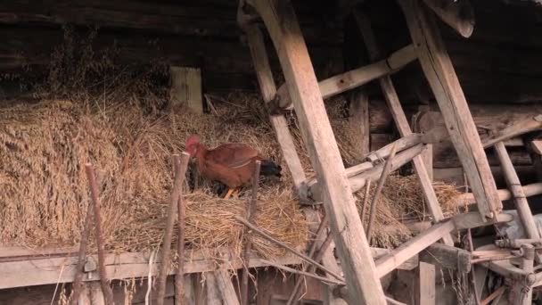 Hen looking for food background. Hen in the straw. Small business, agriculture. Chicken-bear in the straw. Old wooden agricultural instruments, ladder in the straw. — Stock Video